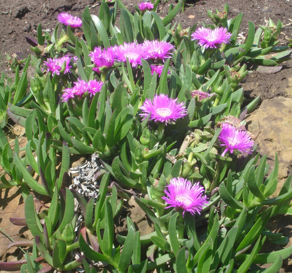 Blomma